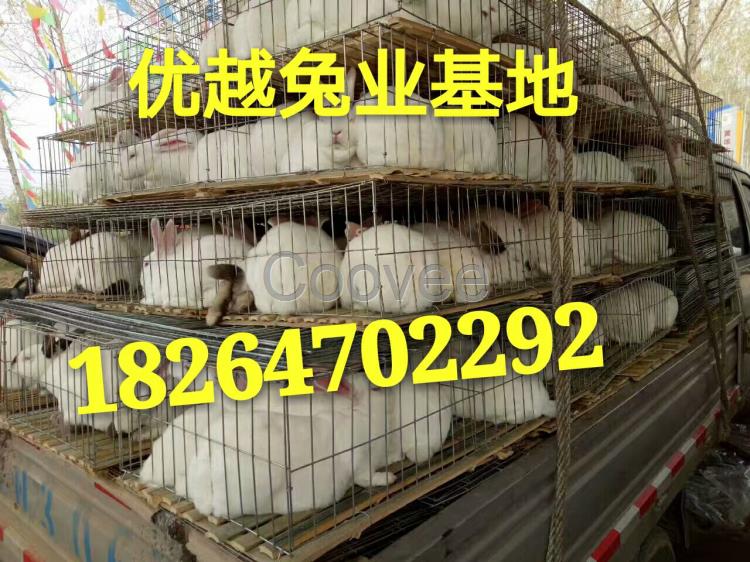 批發(fā)活體肉兔雜交野兔養(yǎng)殖技術(shù)山東養(yǎng)兔包技術(shù)學(xué)習(xí)