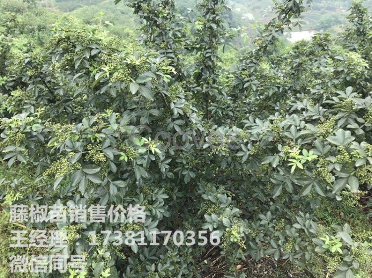 花椒苗種植技術(shù)藤椒苗基地花椒常見(jiàn)病蟲(chóng)害防治