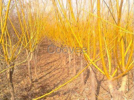 山東青州黃金海苗木供應(yīng)基地