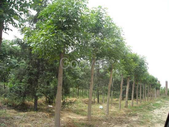 種植白臘樹基地