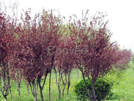 菏澤紫葉李菏澤紫葉李基地