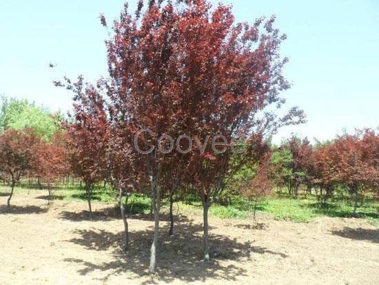 紫葉李大量供應紫葉李