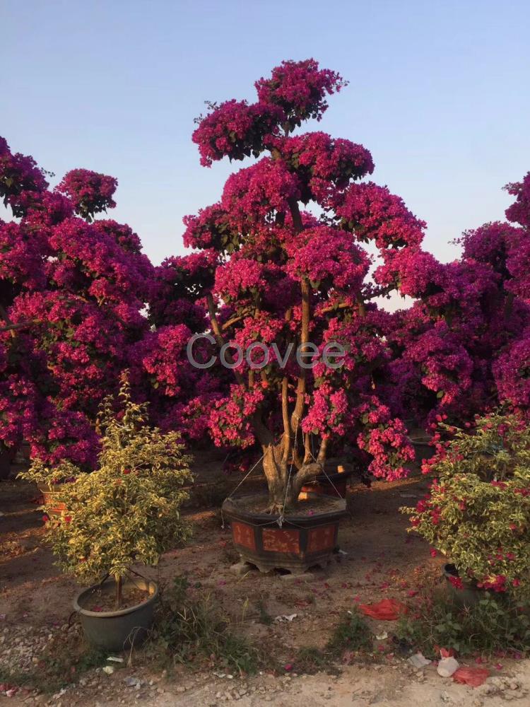 廣東濠江區紫花三角梅多桿發枝三角梅樁景賓館酒店布置