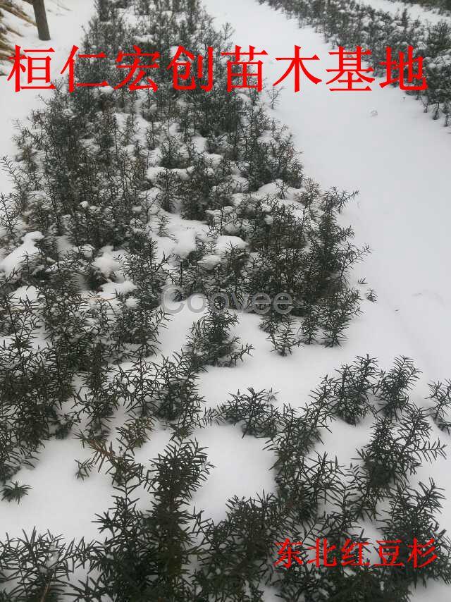 遼寧紅豆杉基地  桓仁宏創(chuàng)苗木紅豆杉產(chǎn)地直銷