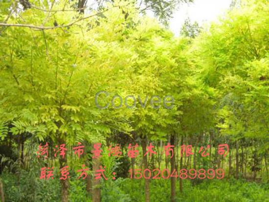 山東金葉榆批發(fā)山東金葉榆廠家