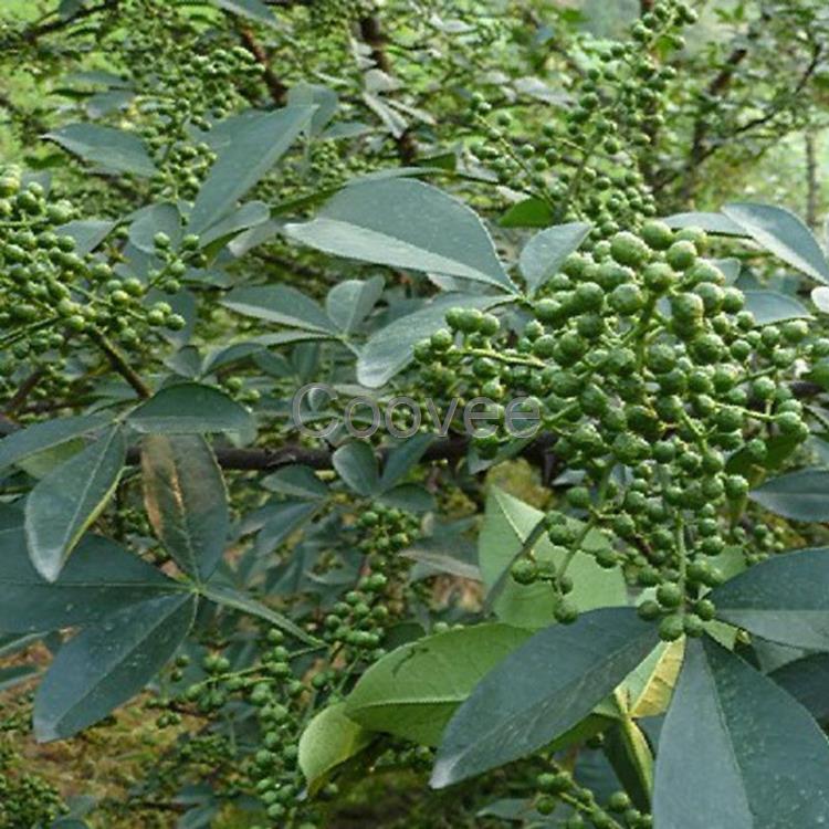 昭通花椒種植技術(shù)