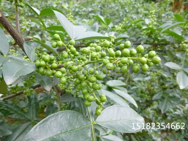 昭通50公分的花椒苗
