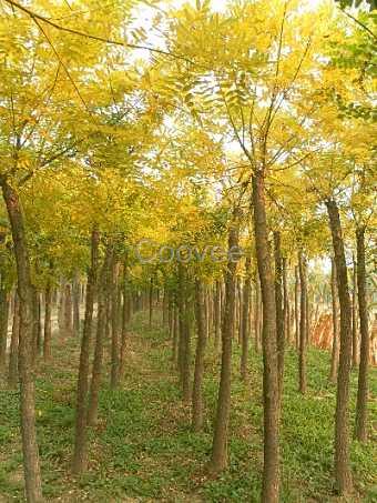 山東青州黃金槐種植基地