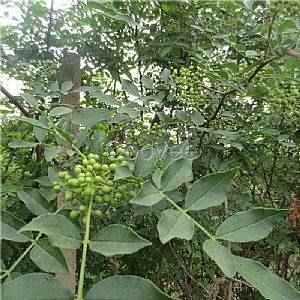 水富花椒种植技术