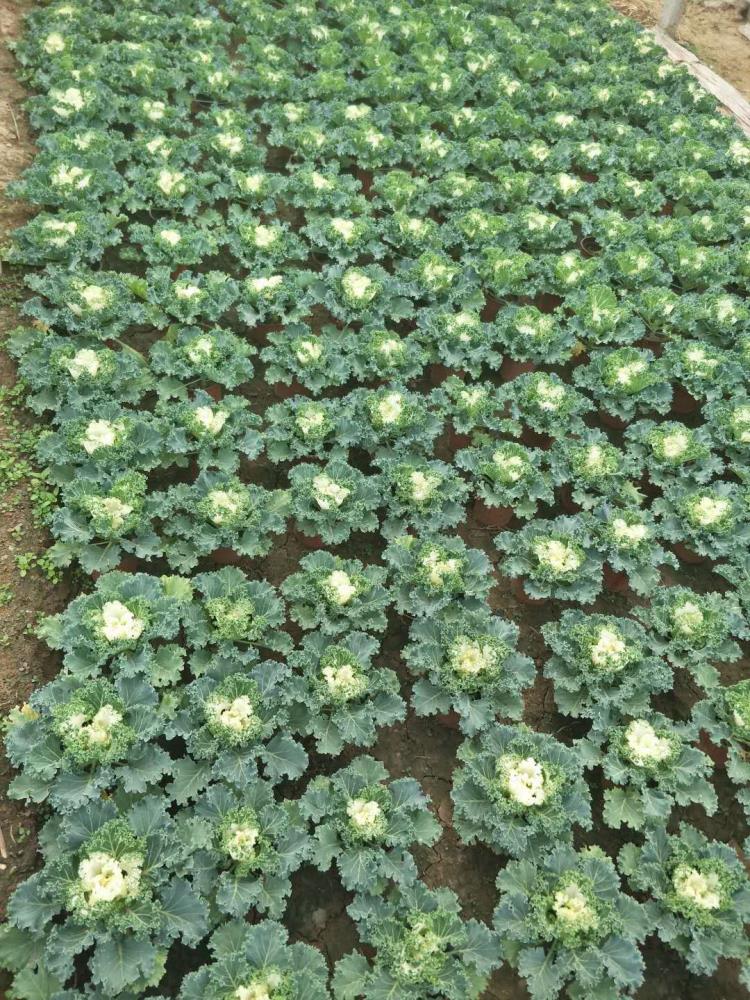 山東羽衣甘藍(lán)價格 耐寒草花種類 茗茜花卉基地