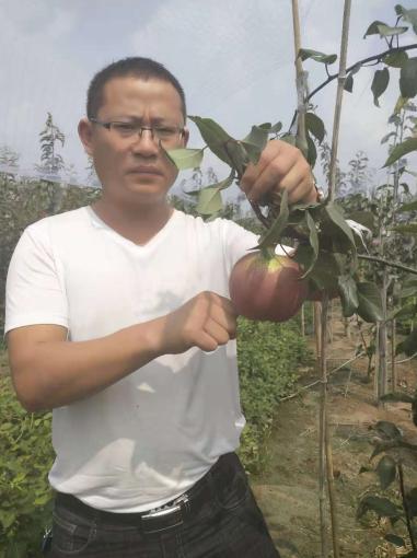 稀世紅梨苗.奧弘一號梨苗.奧世紅梨苗.日本蜜梨苗.金果梨苗