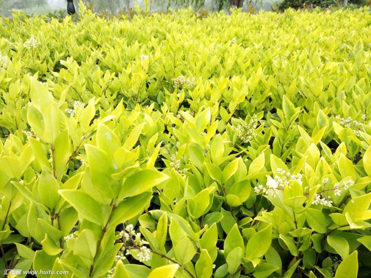山東工程小苗種類地被綠籬植物