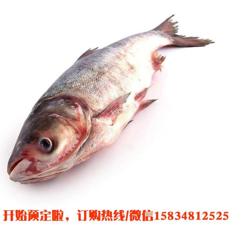 查干湖草魚親朋饋贈(zèng)