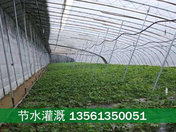 安徽合肥大棚種植草莓滴灌帶蔬菜滴灌專用滴灌帶