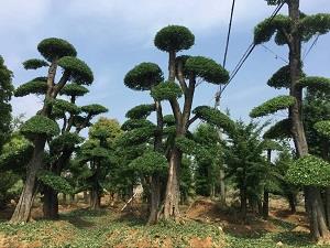 京山對(duì)接白臘