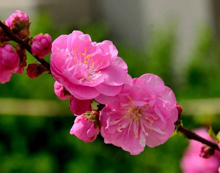 濰坊榆葉梅種植基地大量供應(yīng)榆葉梅樹苗