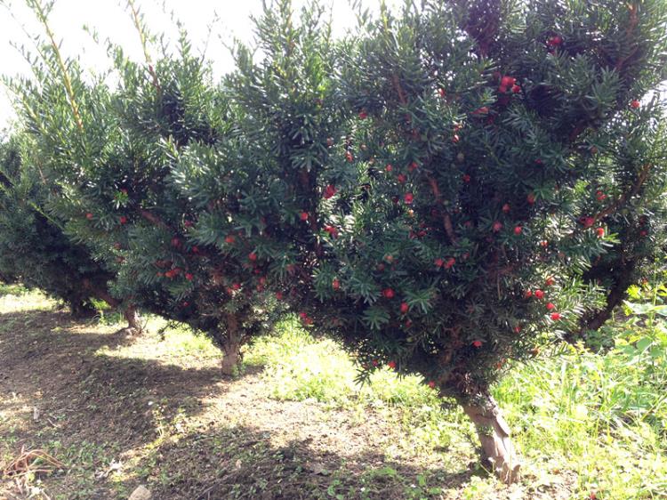 東北紅豆杉母樹