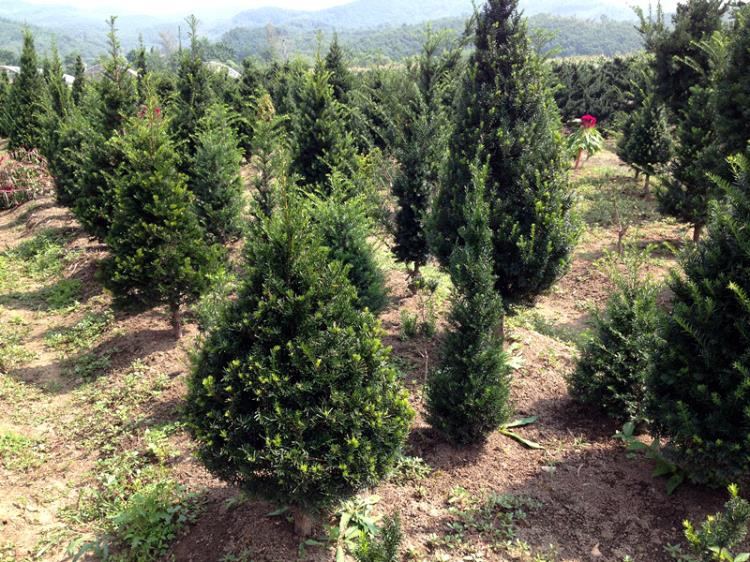 通化紅豆杉小苗