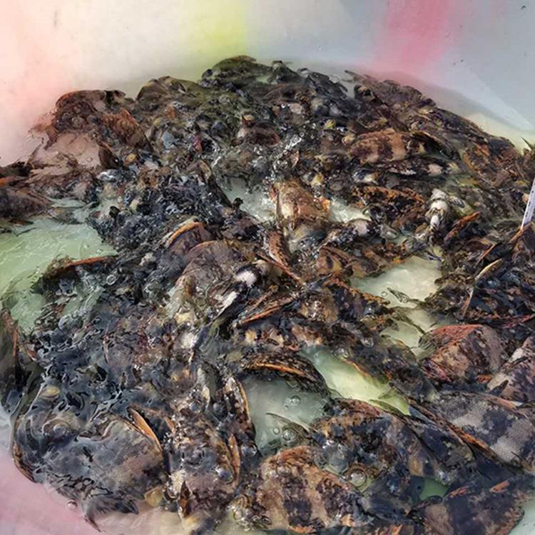 天貴水產(chǎn)批發(fā)零售中華胭脂魚魚苗成魚一帆風(fēng)順