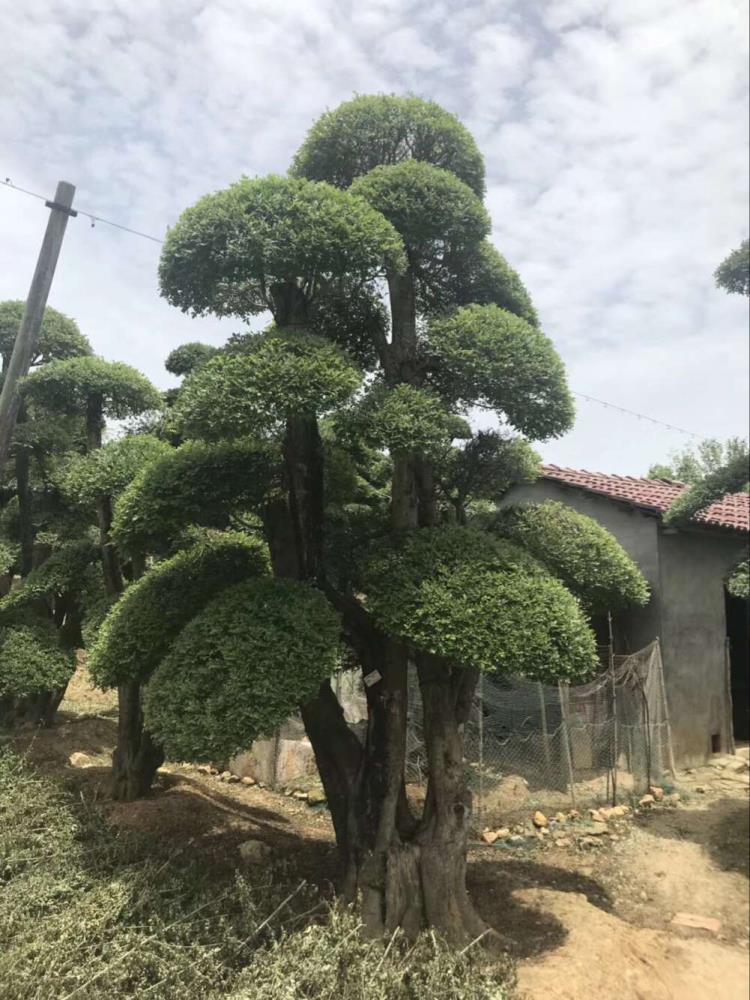 湖北丛生对节白腊 多杆对接白腊 造型对节白蜡