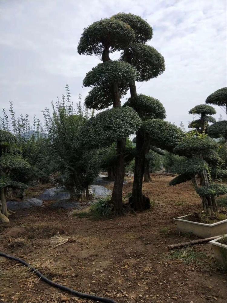 京山对节白蜡 造型对节白腊 对节白蜡占地树