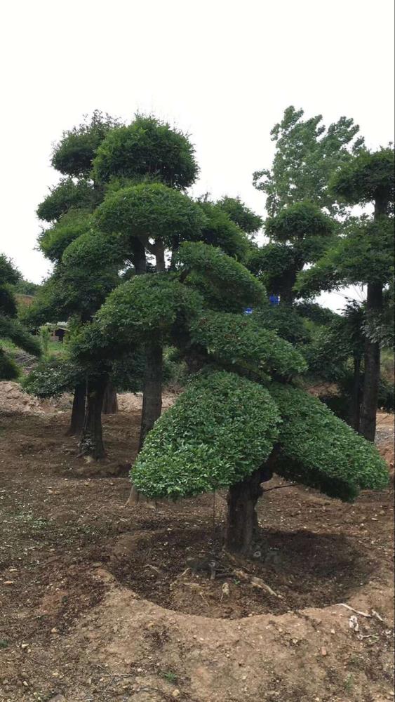 湖北对节白蜡下山桩