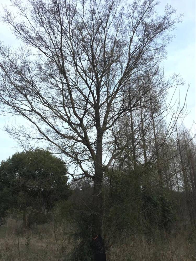 湖北京山黄连木