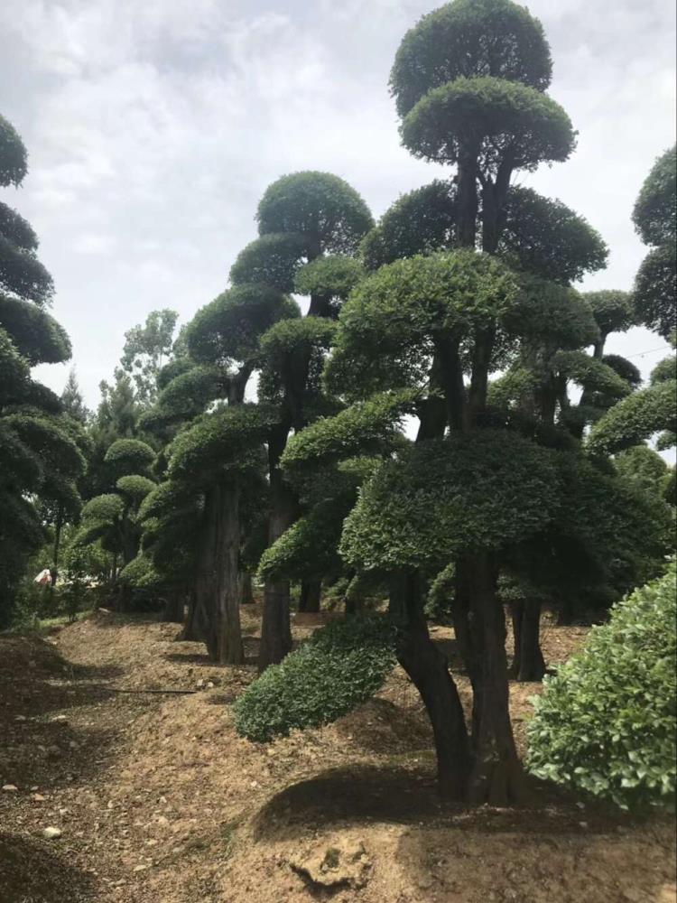 湖北京山对节白蜡小苗