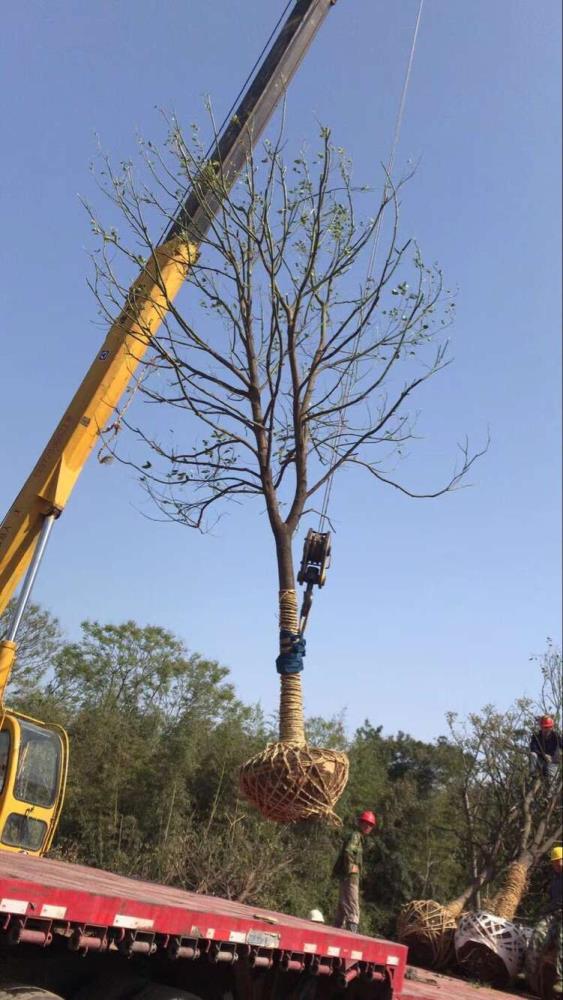 湖北欒樹 荊州欒樹 荊門欒樹