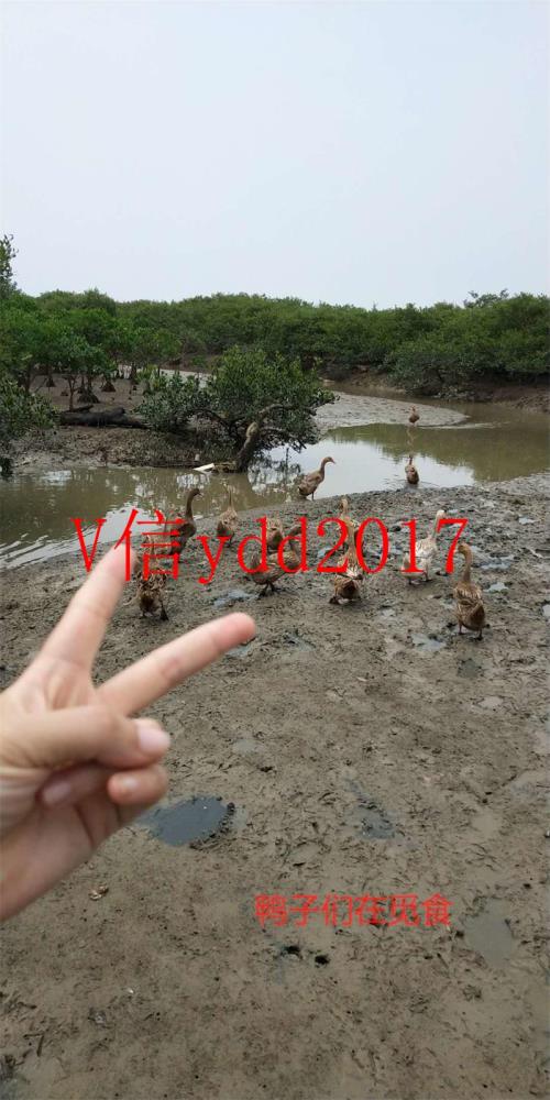 廣西北部灣沿海紅海樹林北海烤海鴨蛋熟咸蛋鹽蛋20只包郵多油