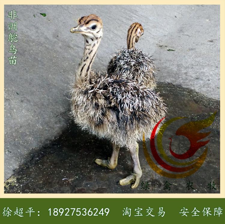 廣西鴕鳥苗 廣西非洲鴕鳥苗 質(zhì)量運輸包活