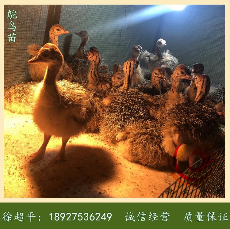 江蘇鴕鳥苗 南京鴯鹋苗 宿遷非洲鴕鳥苗 特種養(yǎng)殖利潤(rùn)高