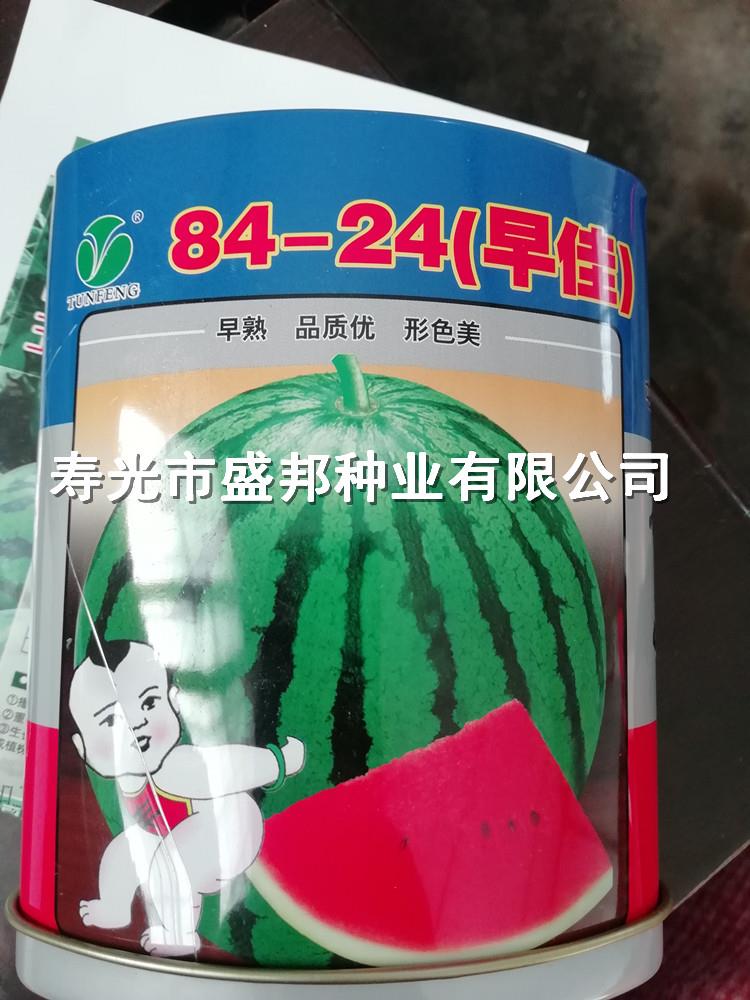 嫁接西瓜苗 礼品西瓜 甜西瓜 早佳84-24