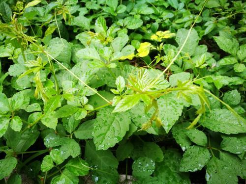 扶風(fēng)斯諾特 絞股藍多肽 80%規(guī)格 現(xiàn)貨包郵