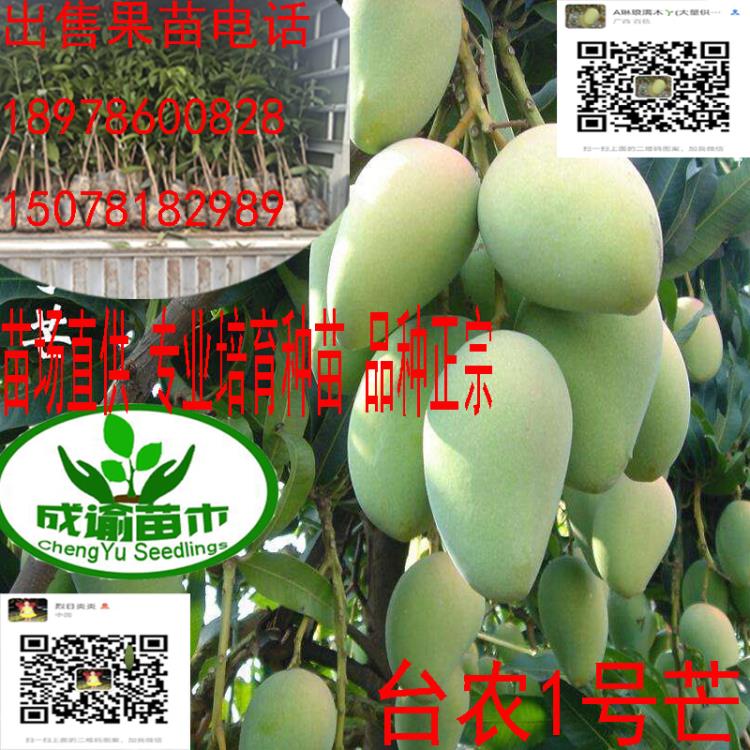 河池芒果苗木培育基地宜州巴馬大化東蘭芒果苗木批發芒果種苗供應