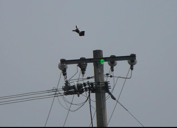 河北河南東北電力激光防鳥裝置