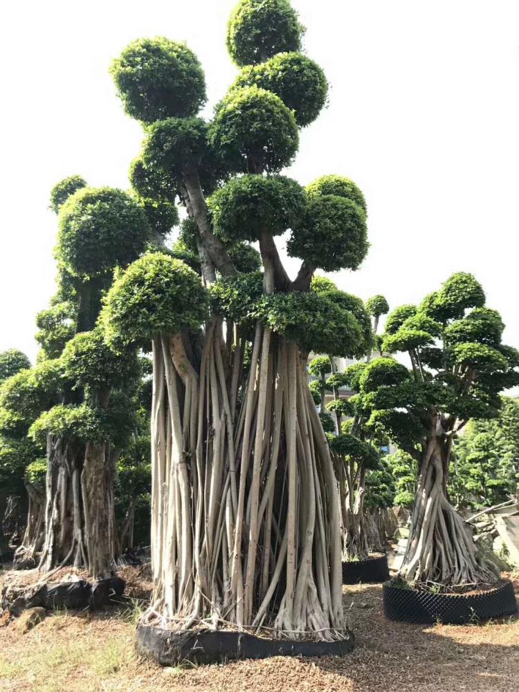 福建造型小葉榕樁頭小葉榕基地大量供應