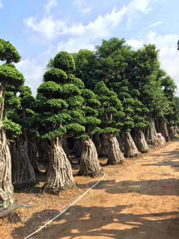 福建小葉榕樁頭造型小葉榕樁景