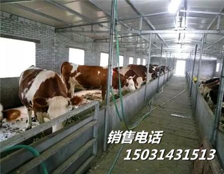 河北肉牛犢400斤西門塔爾肉牛犢