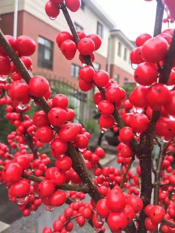 北美冬青樹苗盆栽歐洲紅果冬青盆景