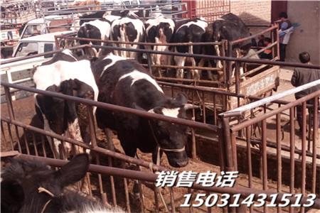 河北肉牛銷售市場西門塔爾品種肉牛犢