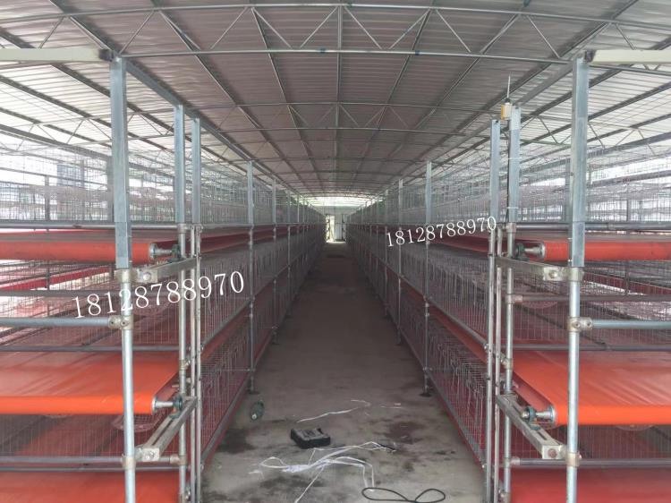 自动清粪喂料机器 双轨道喂料器正谷0  乳鸽,青年鸽,种鸽,鸽蛋,养鸽