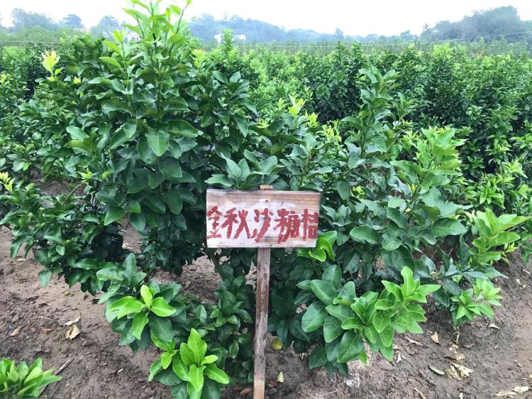 早熟砂糖桔3年苗 湖北果樹(shù)苗基地 帶土球 成活率高 品種