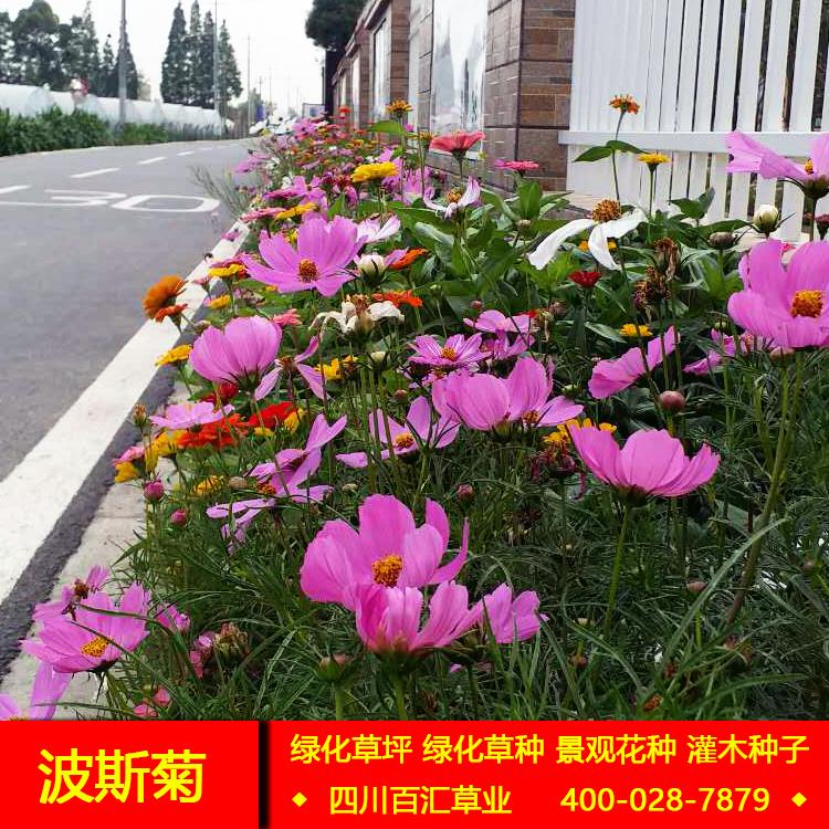 四川波斯菊种子成都景观花种格桑花种子销售重庆波斯菊种子供应