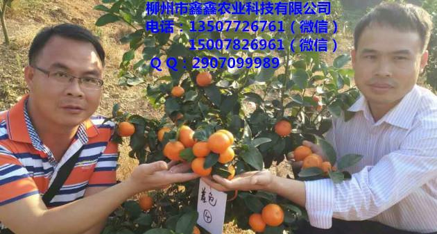 曲靖有金秋早熟砂糖桔營(yíng)養(yǎng)杯苗