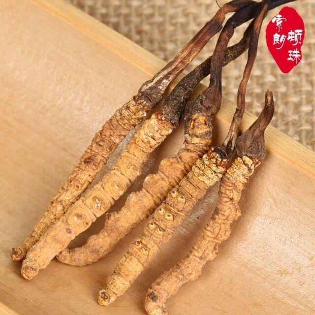 冬蟲夏草可以泡水喝
