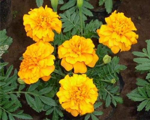 節日草花品種 四季草花品種 常用園林草花
