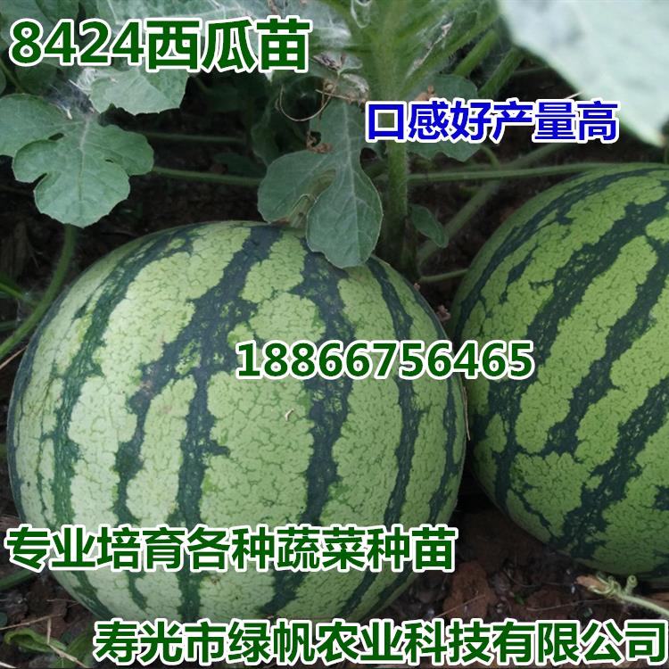 西瓜苗西瓜嫁接苗早佳8424天山麒麟西瓜苗