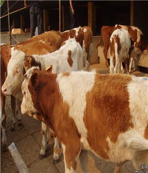 河北活牛市場400斤肉牛犢西門塔爾肉牛種