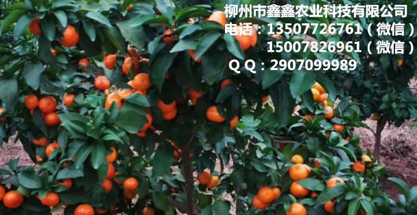 荔浦沃柑091苗有賣兒